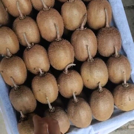 秦岭北麓的徐香猕猴桃，