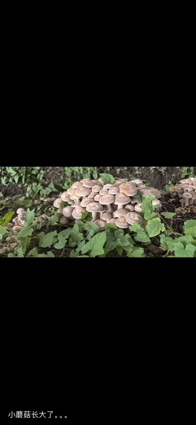 一窩菌（復土鹿茸菇）