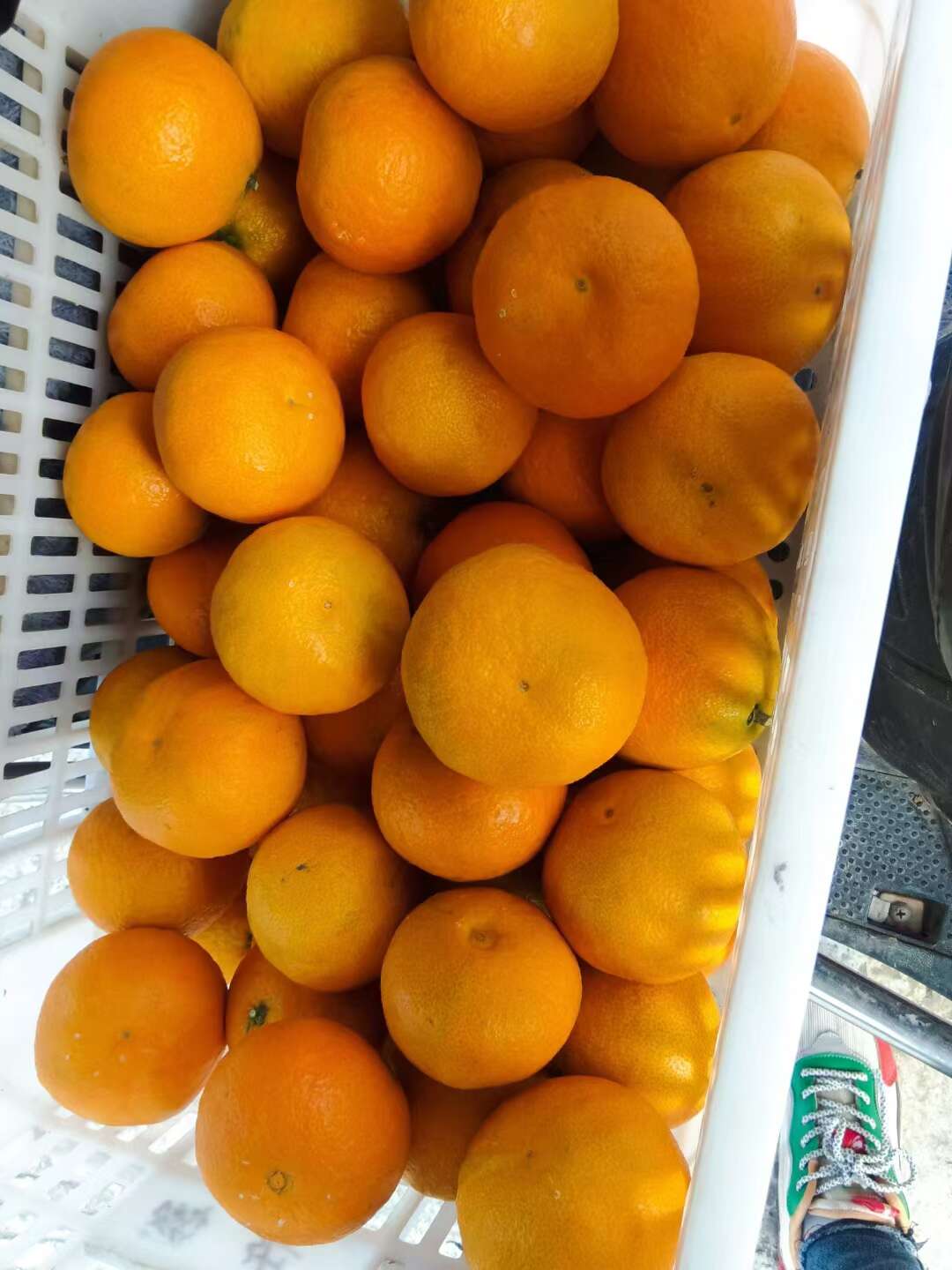 新鲜爱媛