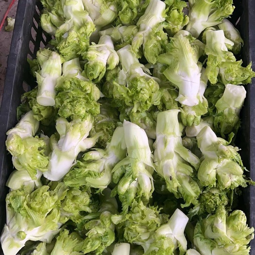 儿菜头 儿菜仔 娃娃菜 供应个大腌菜厂 电商 各大市场平台