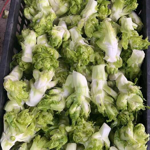 砀山县儿菜头 儿菜仔 娃娃菜 供应个大腌菜厂 电商 各大市场平台