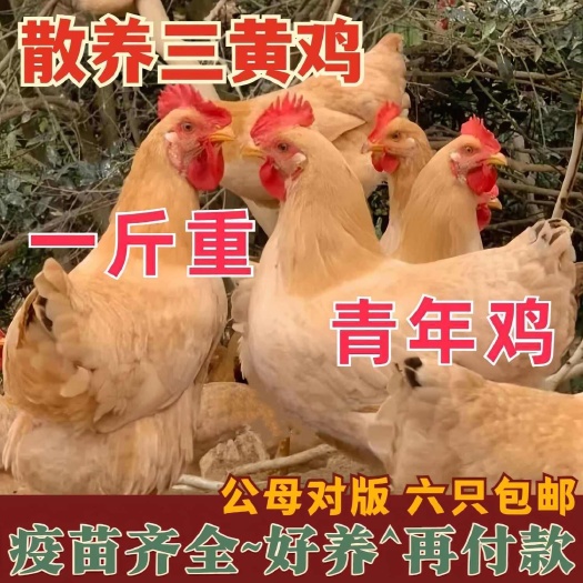 平远县三黄鸡苗诚信商家买1000送200包打防疫 包运输满意