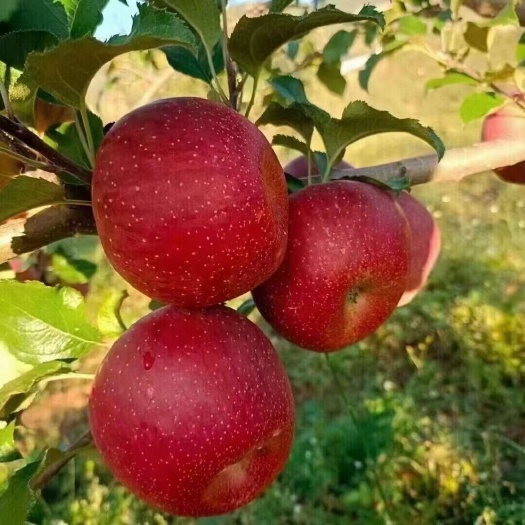 宁蒗县丽江糖心丑苹果