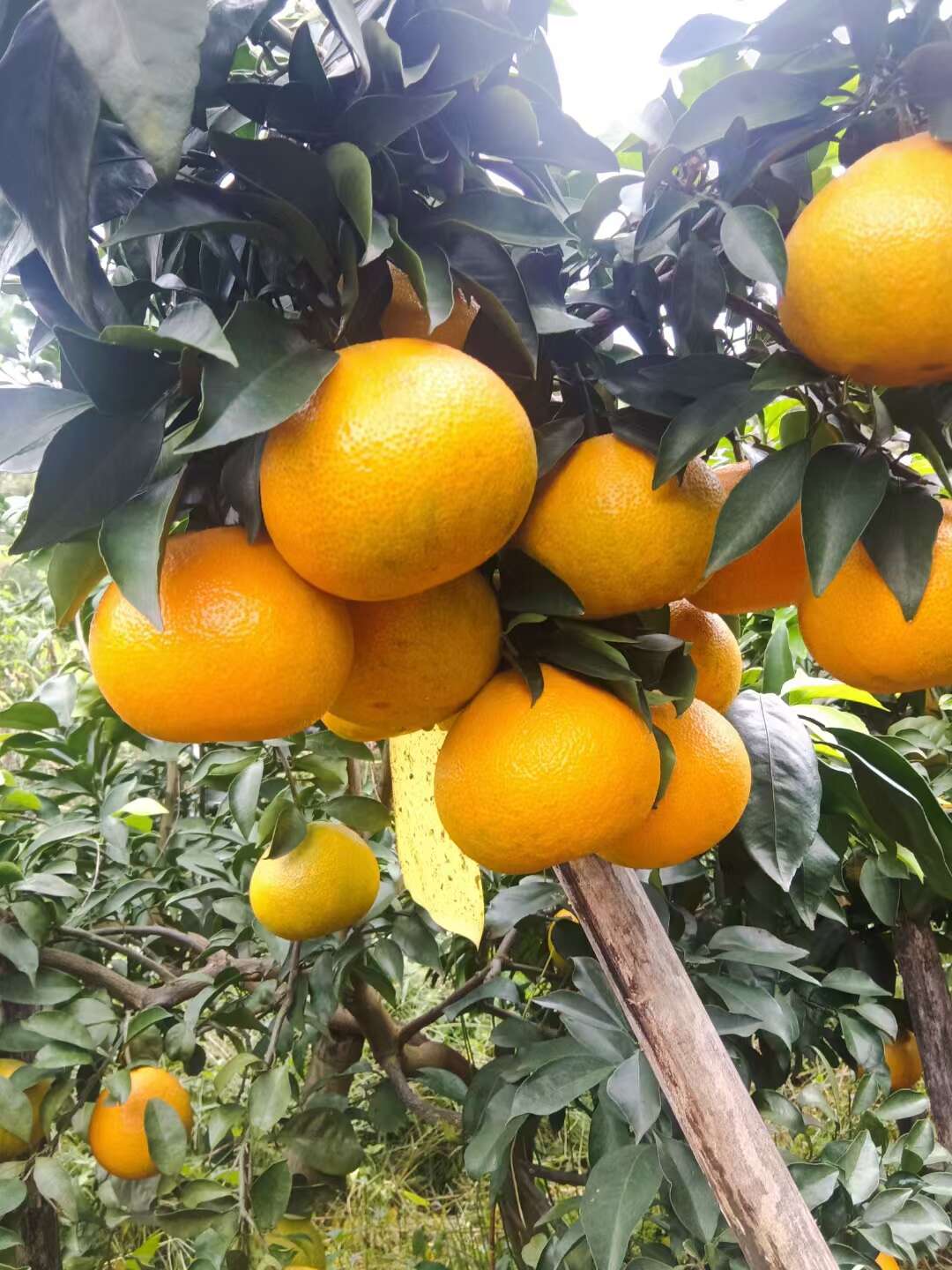 新鲜爱媛