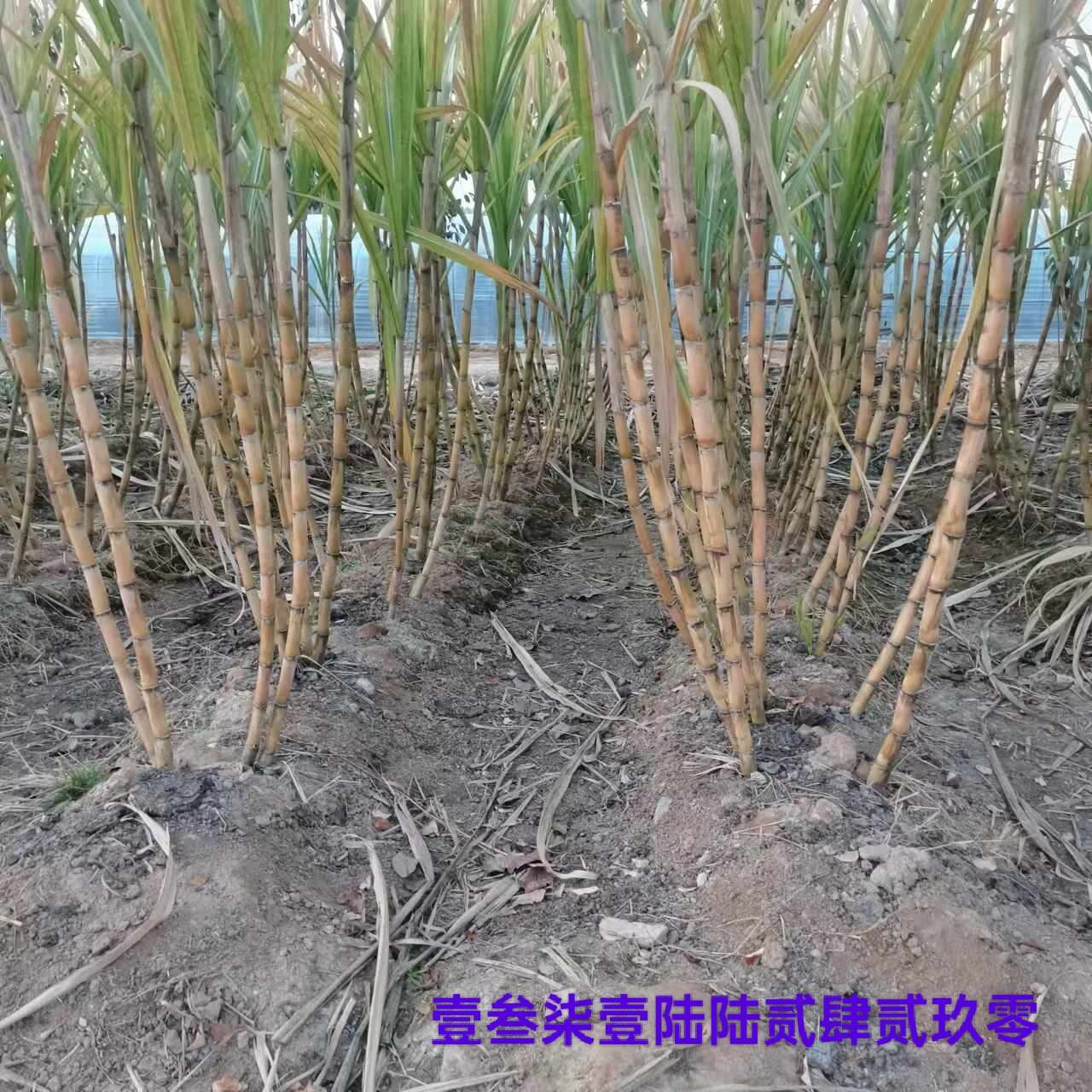 北京顺义马坡自产甘蔗，1万斤左右，含糖量高