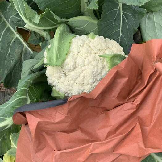 弥勒市云南高原松花，花菜，青杆白面，半高脚，平根都有