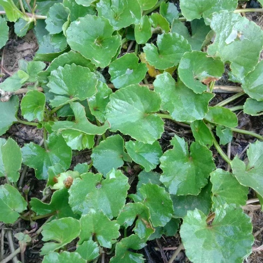 习水县积雪草雷公根马蹄草 包邮