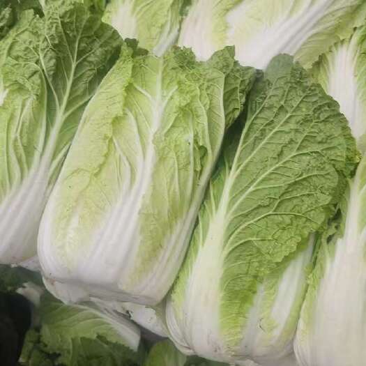 甘肃省定西市优质黄心娃娃菜新鲜直供
