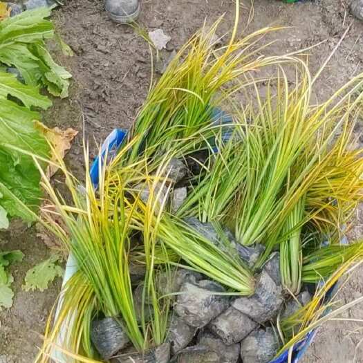 惠州金叶石菖蒲杯苗