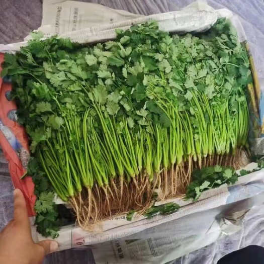 邯郸河北永年新鲜香菜 杆长约10~15cm 绿意盎然直供批发