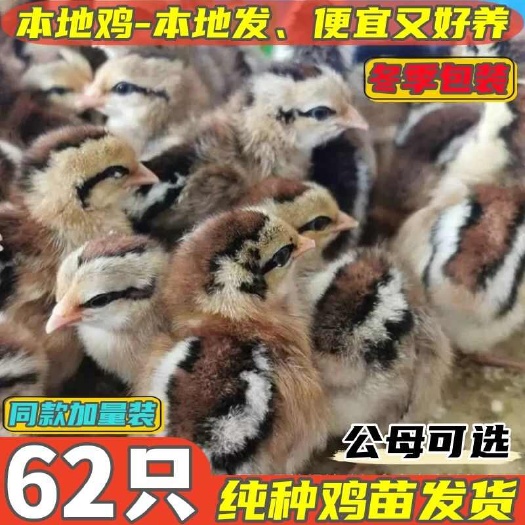 莒县麻鸡苗诚信商家买1000送200包打防疫 包运输满意