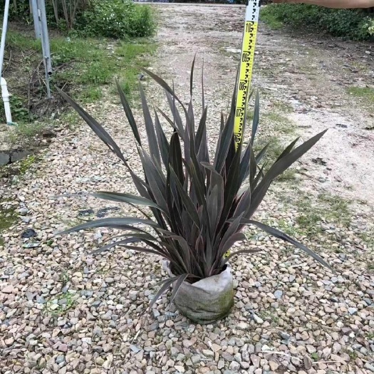 新西兰亚麻杯苗