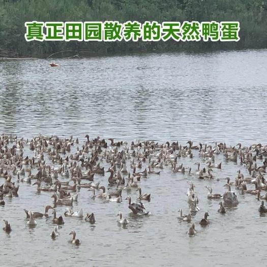 桐城市新鲜鸭蛋营养价值丰富，长期大量供应现货