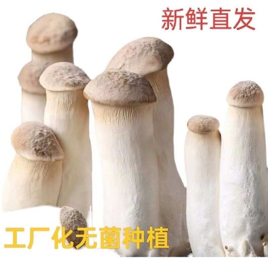 【杏鲍菇】工厂栽培鲜摘商超出口品质杏鲍菇