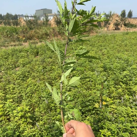 迁安市黄荆苗紫花荆条 迁安市发货 健康种植 安全无忧