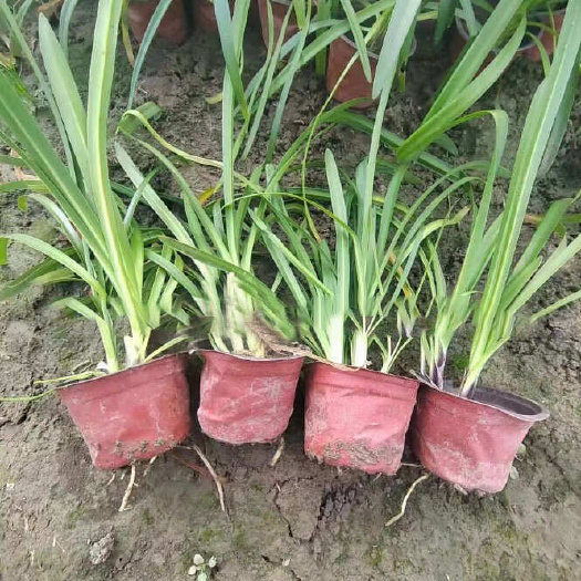 惠州惠州市惠城区优质百子莲苗木 花卉批发直供