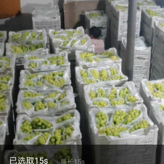 盖州市辽南阳光玫瑰葡萄库存