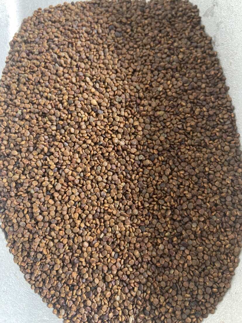 【批发联系商家】沙苑子 优选沙苑子 无 杂质 包邮