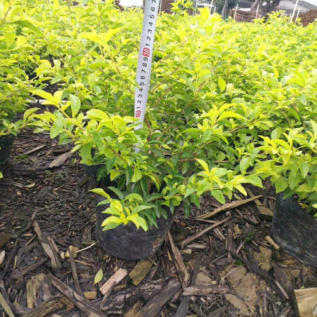黄金叶杯苗