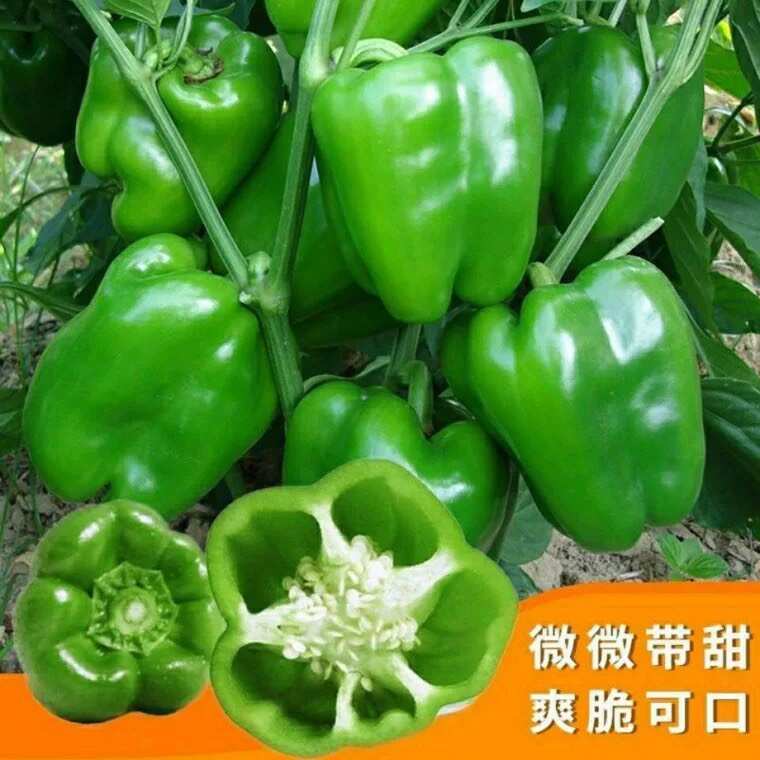 灯笼椒种子大果辣椒四季春秋种植蔬菜种子大辣椒种子