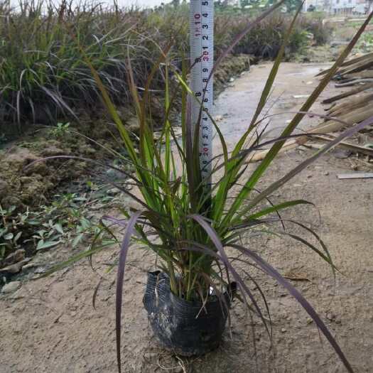 惠州紫叶狼尾草盆苗