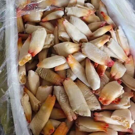 红蚌头