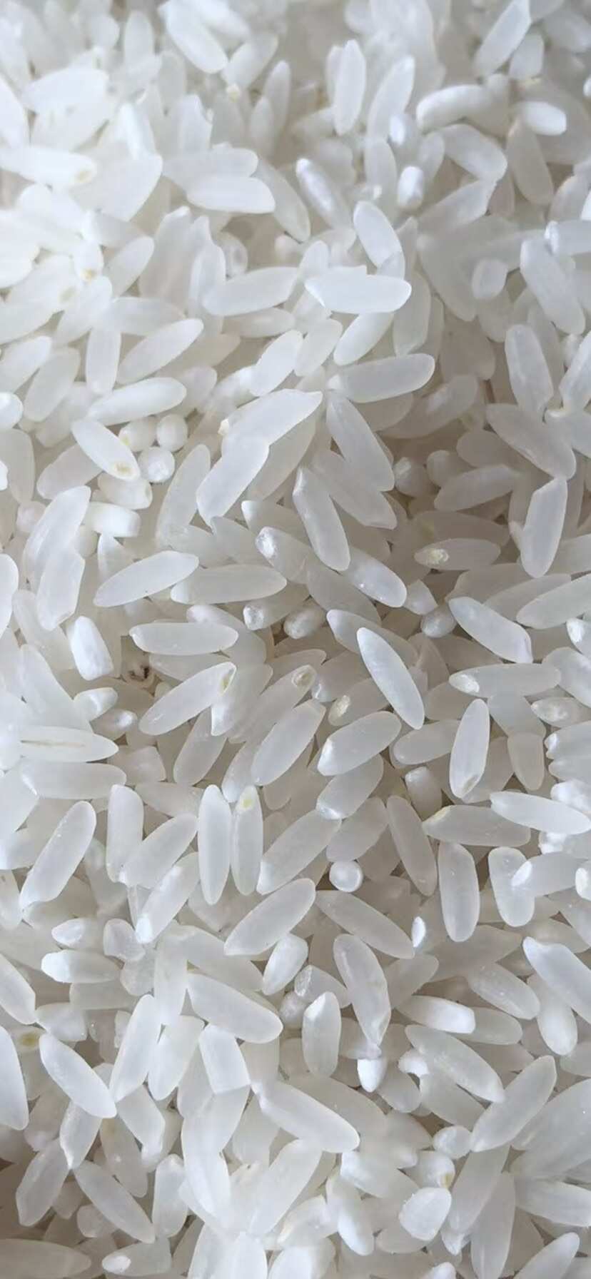 黑龙江长粒香