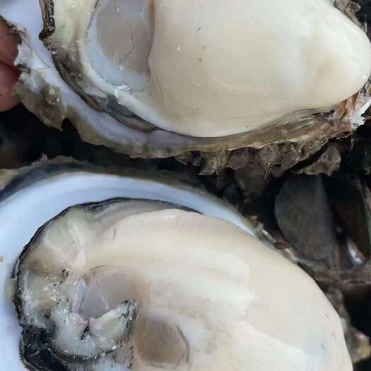 广州湛江生蚝 台山生蚝 脆肉蚝 全国直销