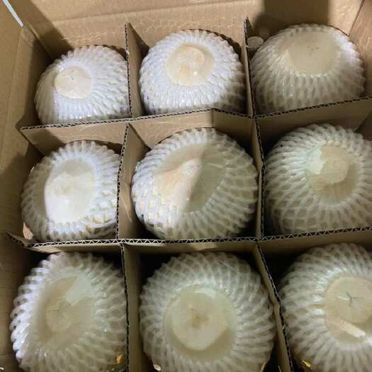 文昌市海南新鲜椰子，果园直供。