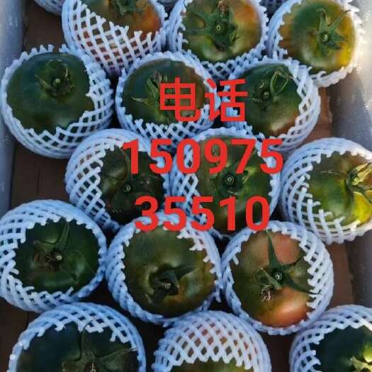 滦南县铁皮西红柿，橙娇小番茄
