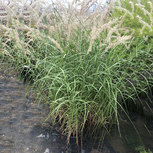 大布尼狼尾草盆苗