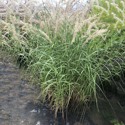 惠州大布尼狼尾草盆苗