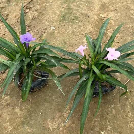 惠州翠芦莉盆苗