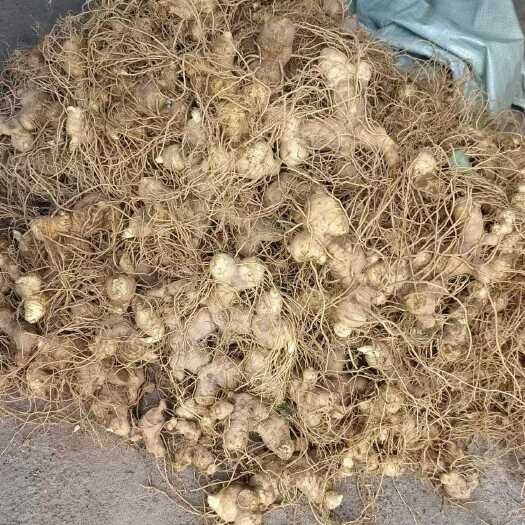 全州县黄精鲜货带根