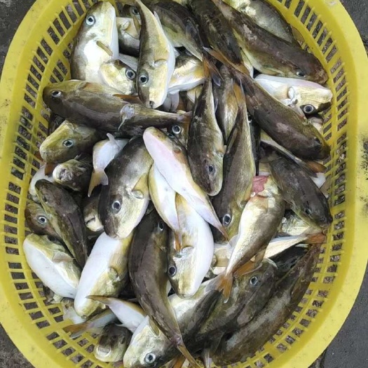 南宁钓口龟鱼。