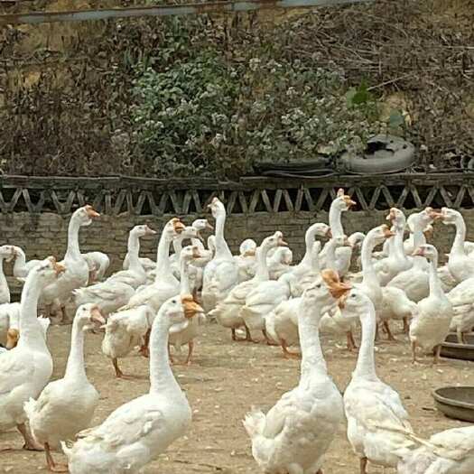 阳春市鹅