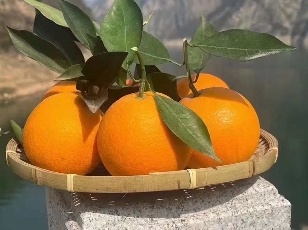 【秭归九月红橙】礼品必选包装精细秋冬佼佼者果肉软嫩多汁包邮