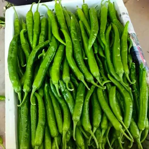 夏邑县精品湘研55