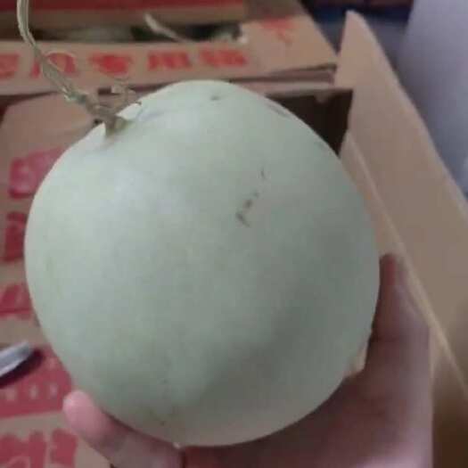 湖北武汉汉阳新鲜玉菇甜瓜直销批发价优惠多汁可口品质保障