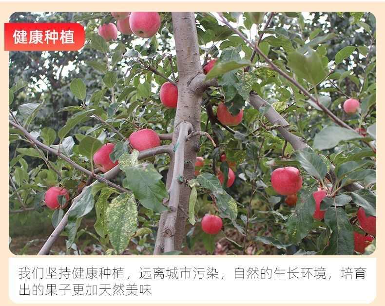全年供应陕西洛川红富士苹果新鲜应季脆甜水果5斤 10斤包邮