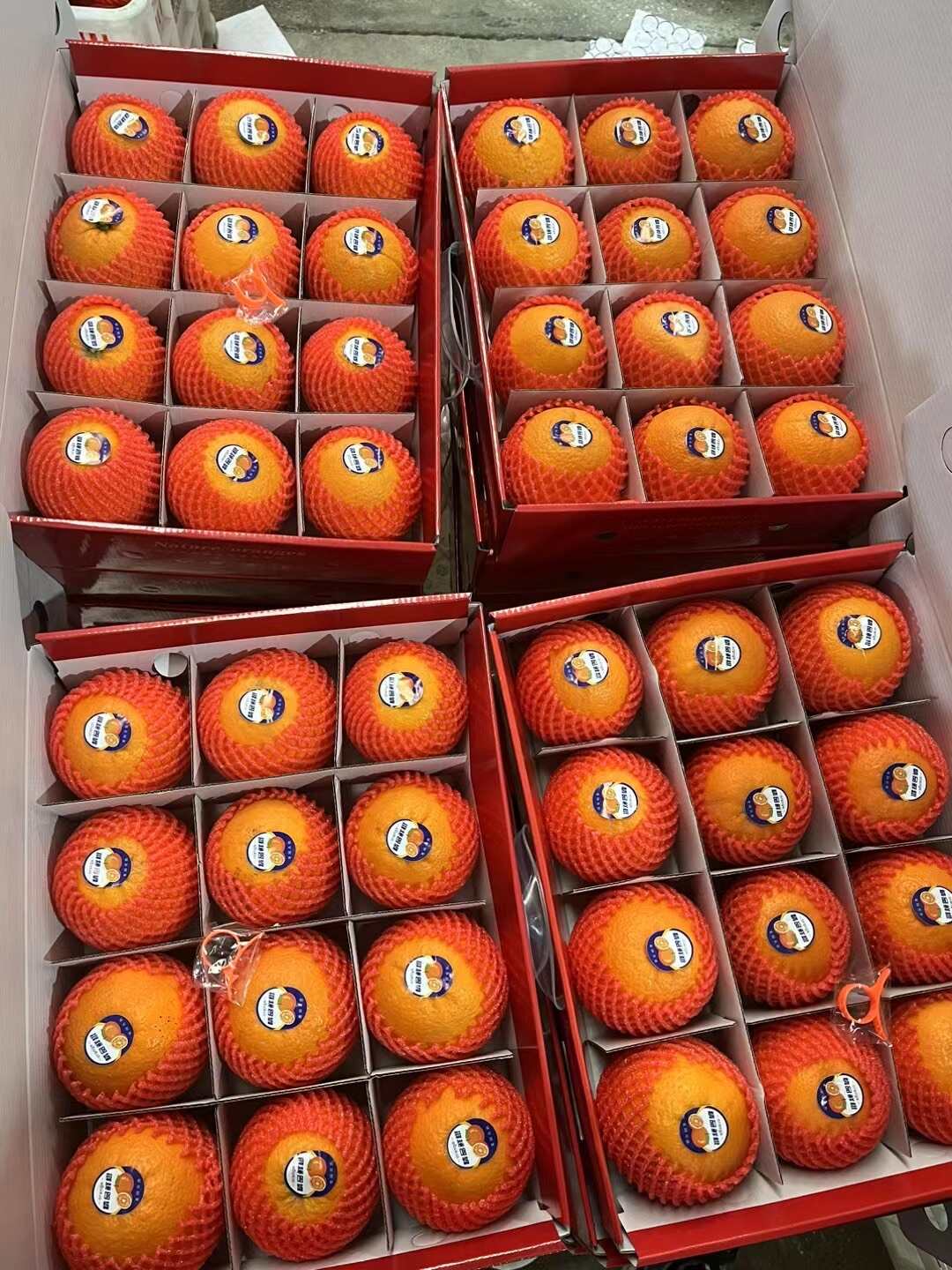 【秭归九月红橙】礼品必选包装精细秋冬佼佼者果肉软嫩多汁包邮