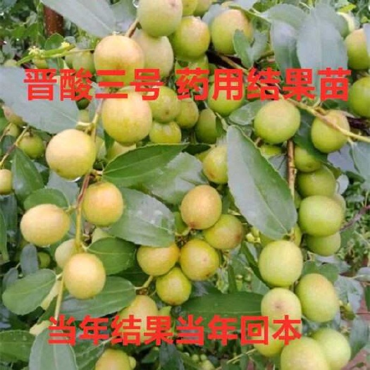 绛县晋酸三号酸枣苗 产量好，双仁 易成活。酸枣树苗种植