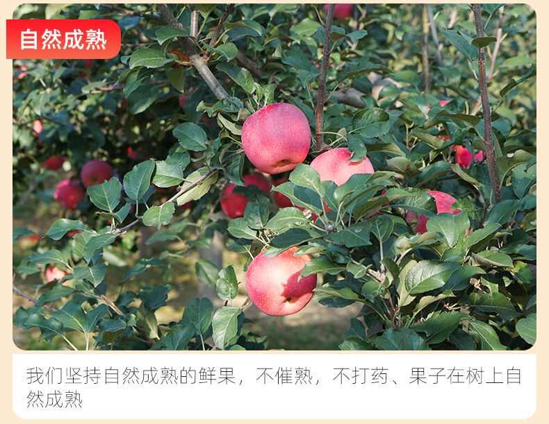 全年供应陕西洛川红富士苹果新鲜应季脆甜水果5斤 10斤包邮