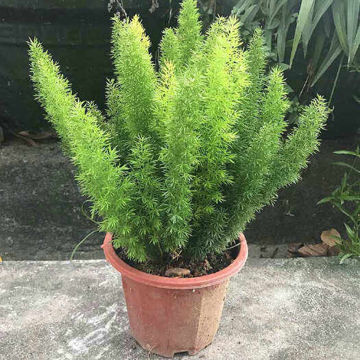 惠州狐尾天门冬盆苗