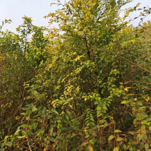新乡县榆树苗