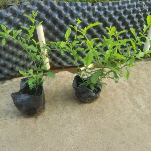 惠州蓝雪花袋苗基地精品直发