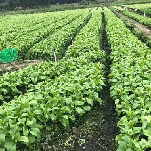 连州市连州菜心