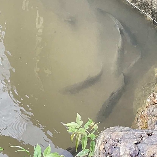 灵川县桂林水库清水生态草鱼出售