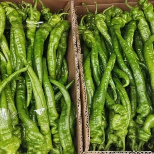 夏邑县精品螺丝椒
