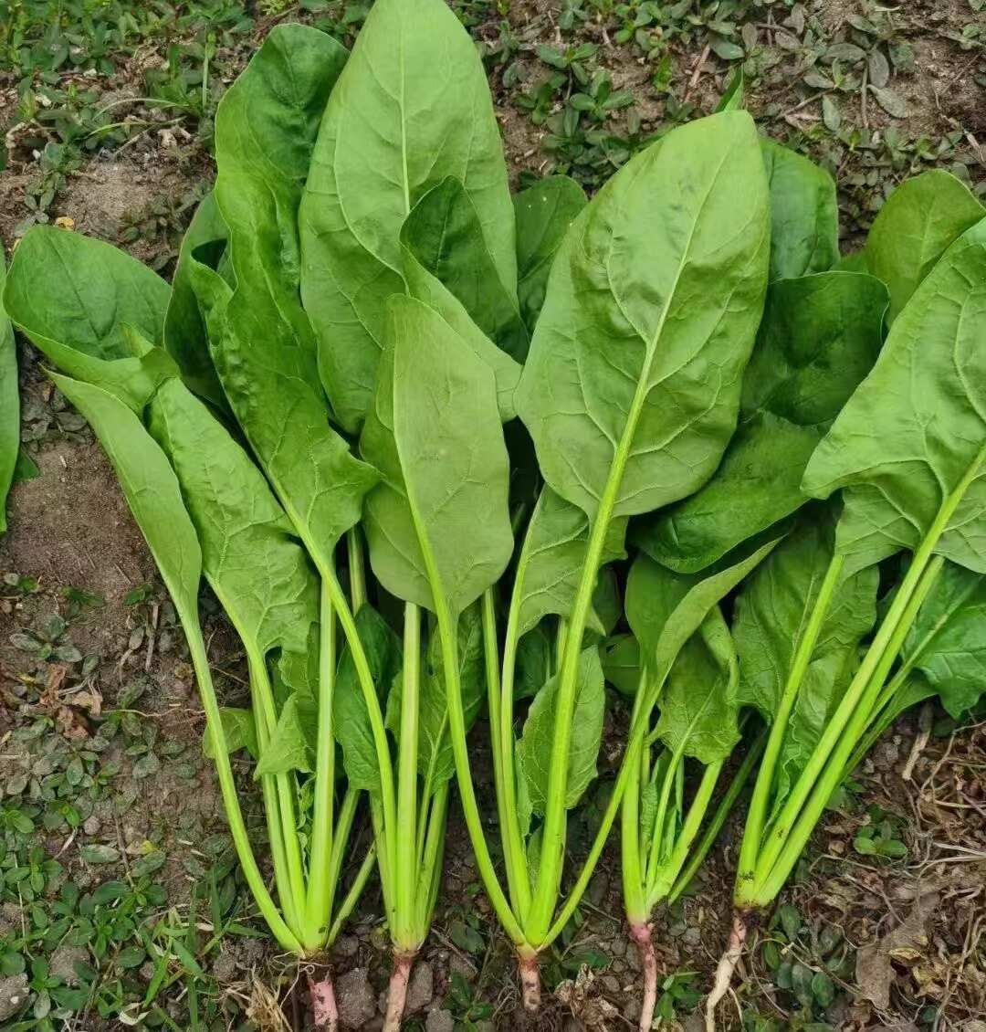 101杂交黄叶菠菜种子